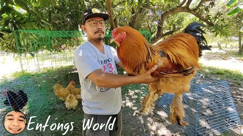 malaking manok|AMAZING BREEDS OF CHICKENS .